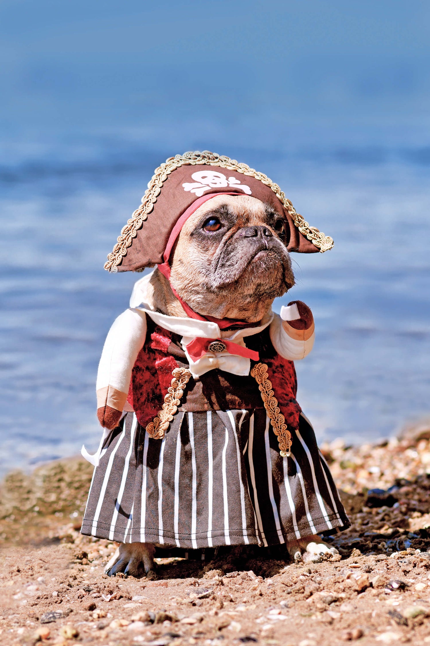 pirate dog