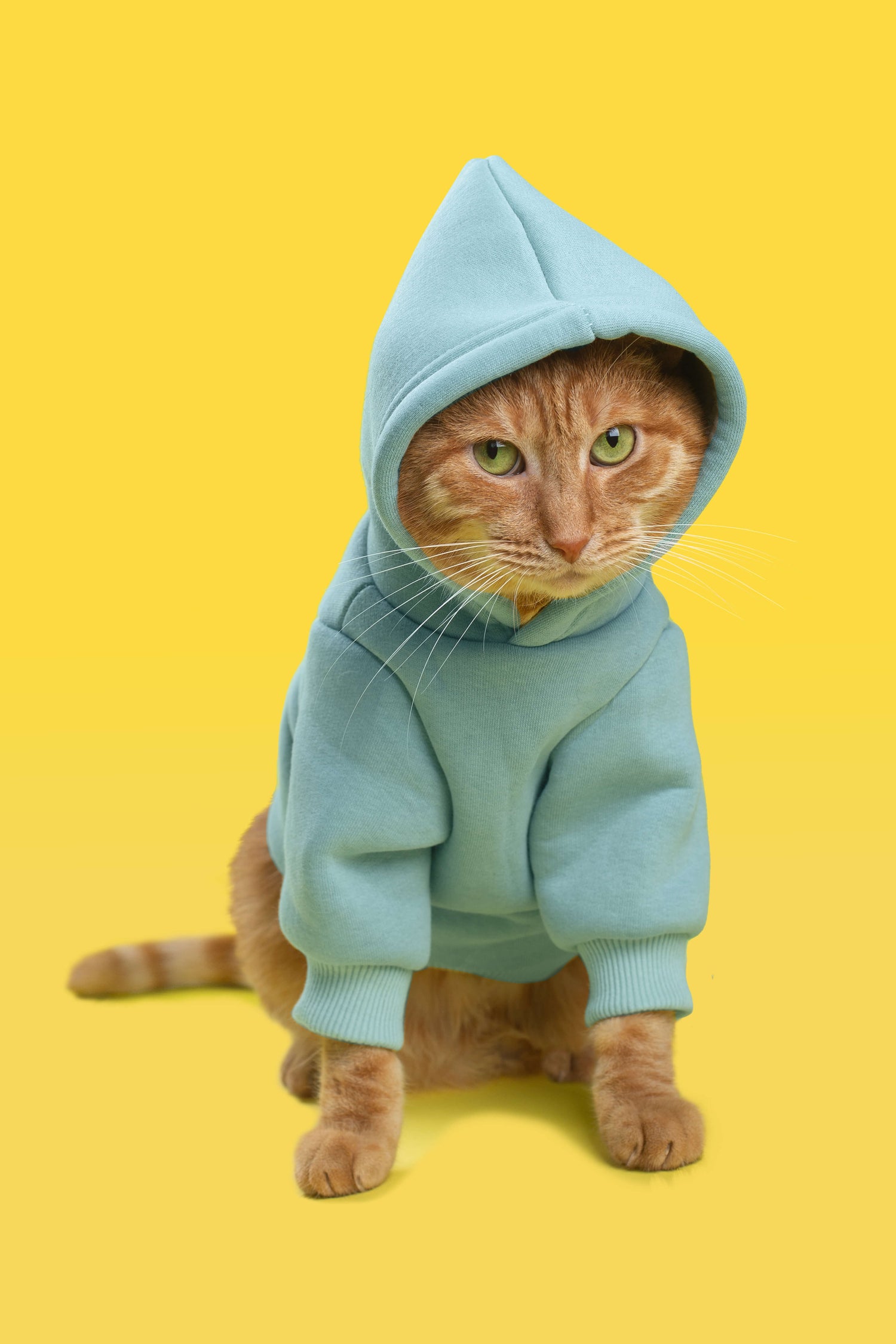 cat in hoodie