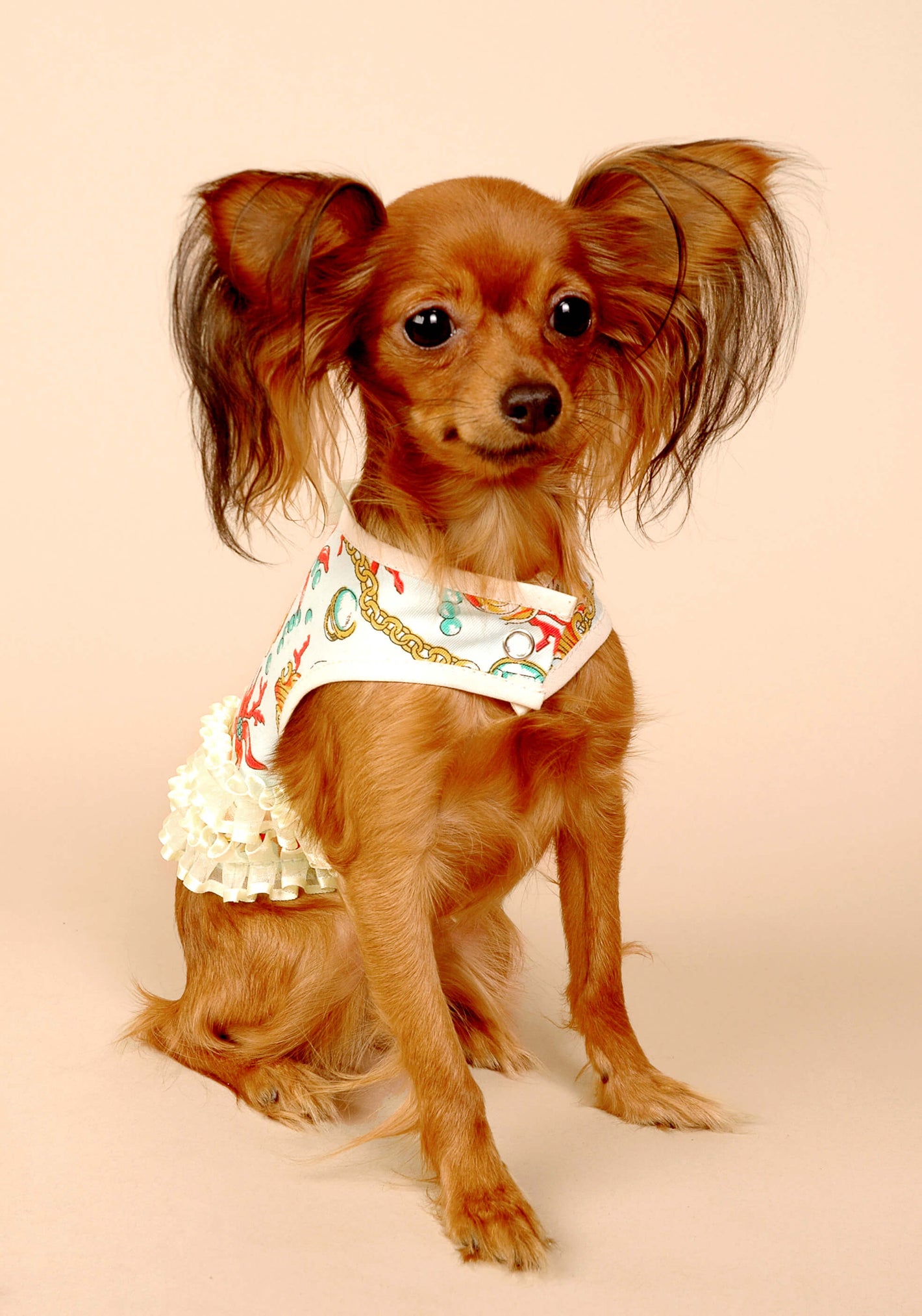 dog in dress