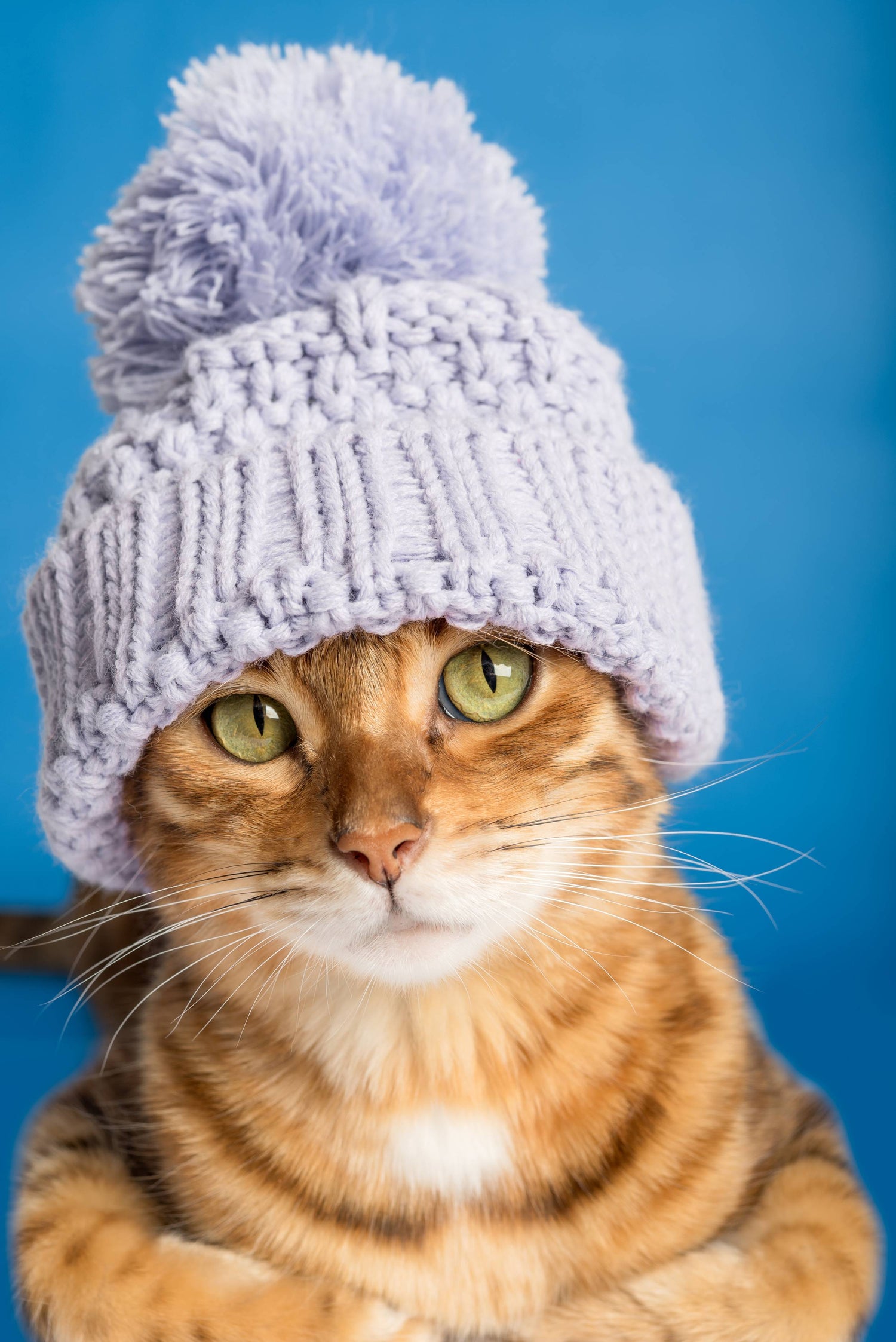 pet beanie