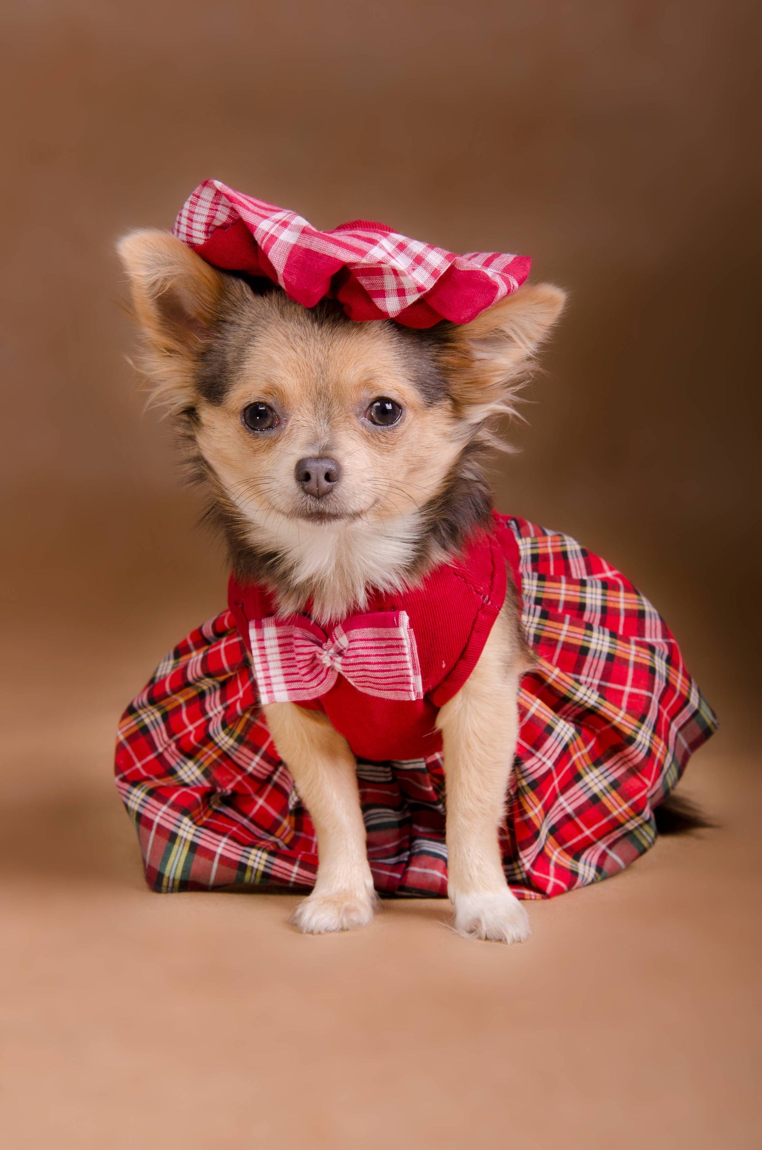 dog in dress